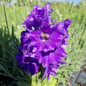 Delphinium 'Magic Fountains Dark Blue Dark Bee'