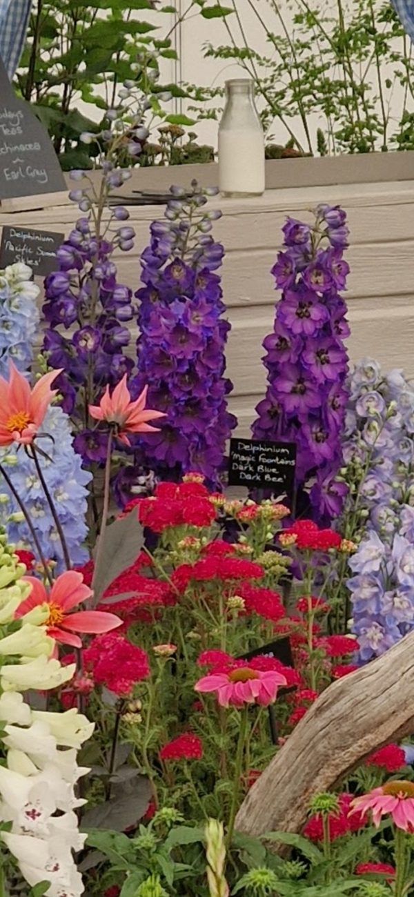 Delphinium 'Magic Fountains Dark Blue Dark Bee' Delphinium 'Magic Fountains Dark Blue Dark Bee'