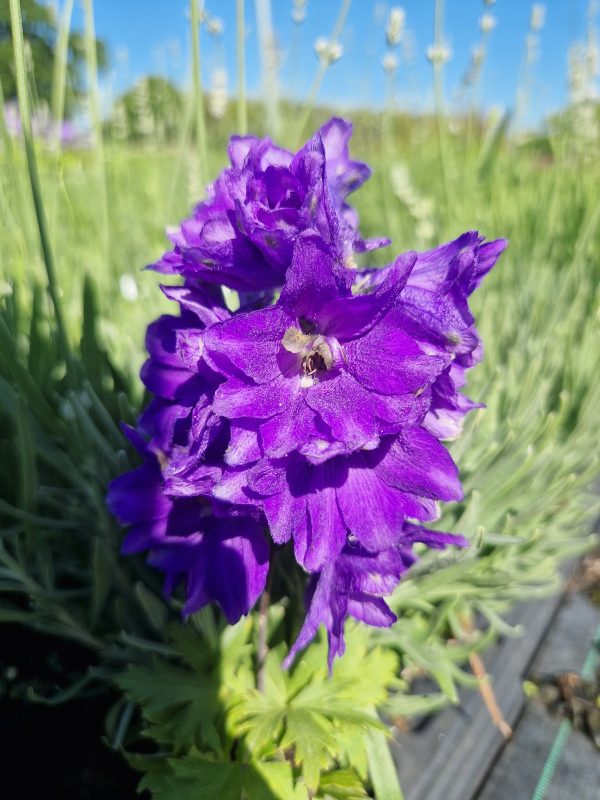 Delphinium 'Magic Fountains Dark Blue Dark Bee' Delphinium 'Magic Fountains Dark Blue Dark Bee'