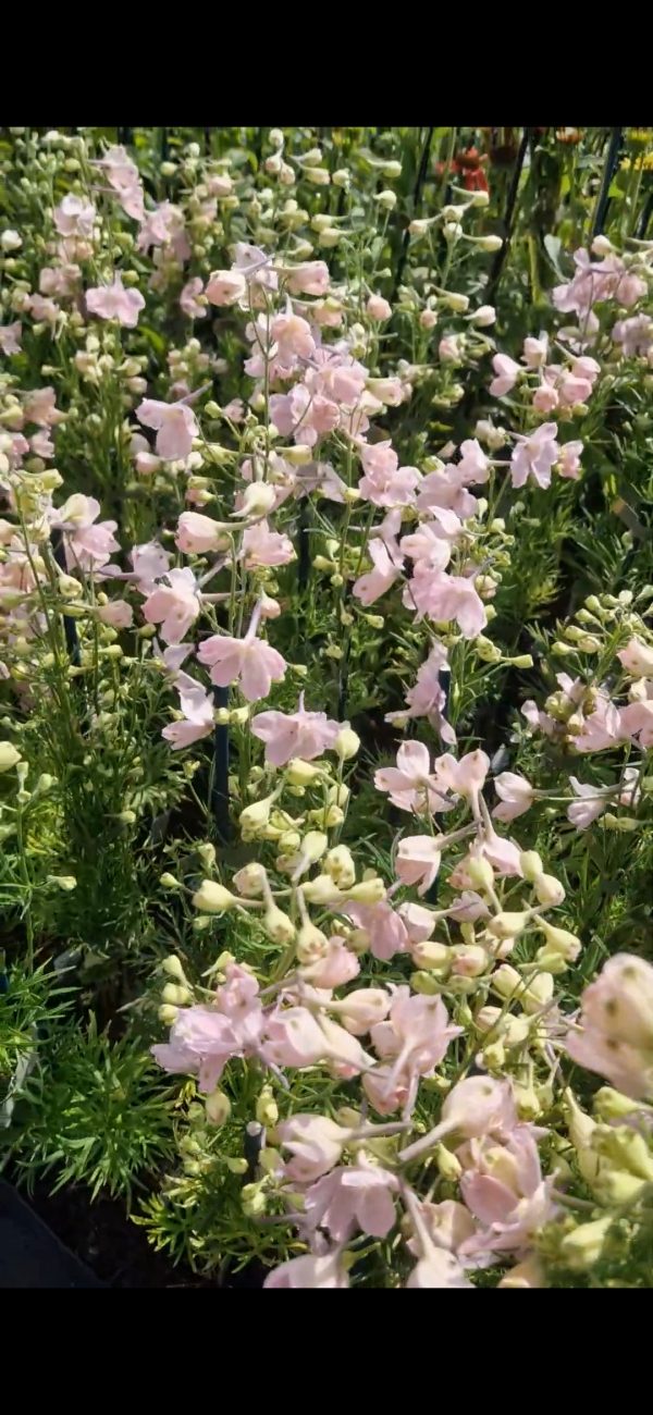 Delphinium grandiflorum 'Ocean Pink' Delphinium grandiflorum 'Ocean Pink'