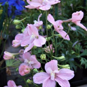Delphinium grandiflorum 'Ocean Pink'