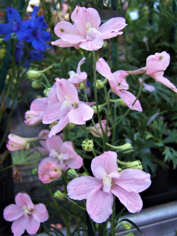 Delphinium_grandiflorum_Ocean_Pink_WEB Delphinium grandiflorum 'Ocean Pink'