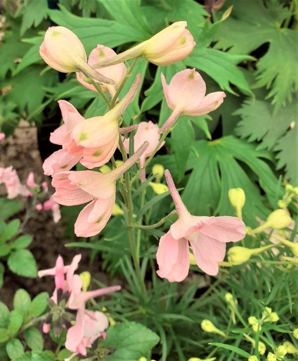 Delphinium_grandiflorum_Ocean_Pink_WEB2 Delphinium grandiflorum 'Ocean Pink'