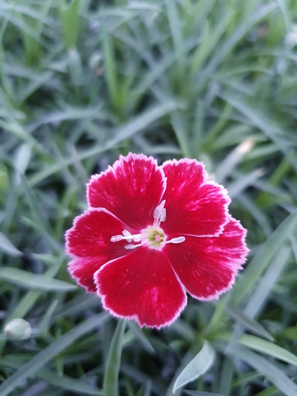 Dianthus 'Mountain Frost Ruby Glitter'
