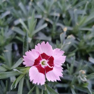 Dianthus 'Mountain Frost Ruby Snow'