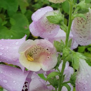 Digitalis purpurea 'Excelsior Group'