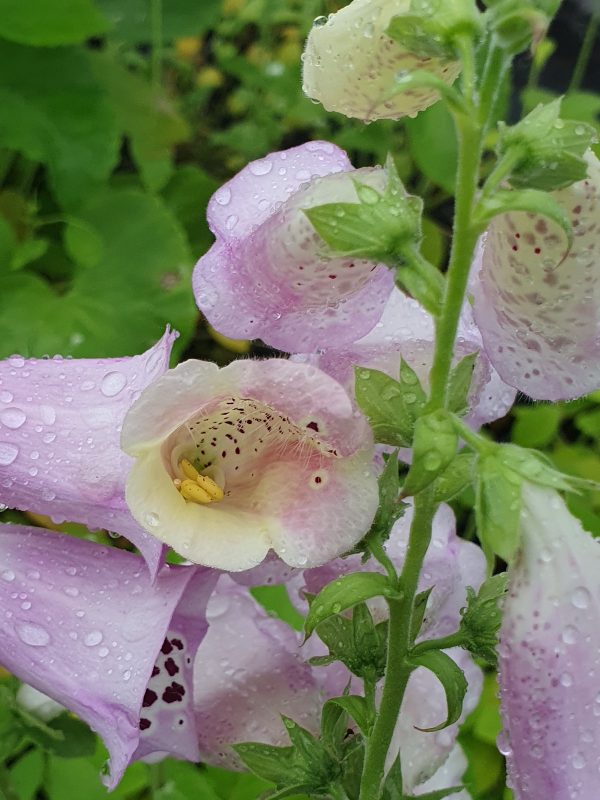 Digitalis Excelsior Digitalis purpurea 'Excelsior Group'