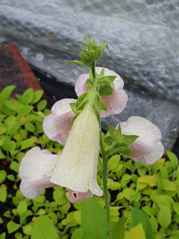 Digitalis Excelsior2