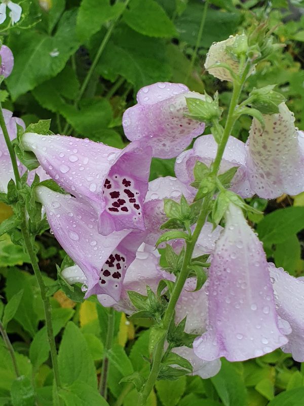 Digitalis Excelsior3