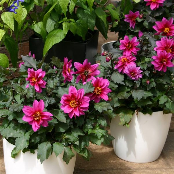 Dreamy Kiss Dahlia 'Dreamy Kiss'