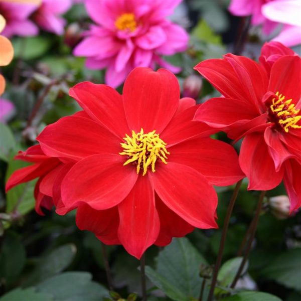 Dahlia 'Dreamy Lips' | Shop Well Established Dahlia | Proctors Nursery