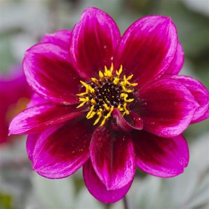 Dahlia 'Dreamy Nights'
