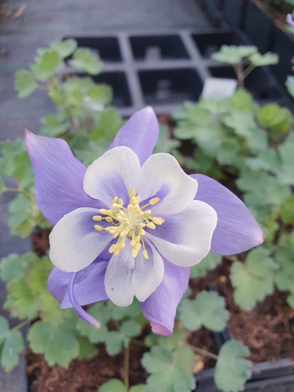 Aquilegia 'Earlybird Blue White'