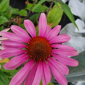 Echinacea 'Primadonna Deep Rose'