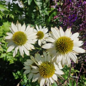 Echinacea purpurea 'Pow Wow White'