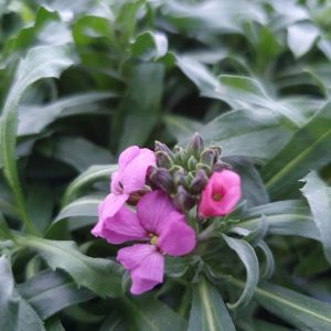 Erysimum 'Sunstrong Violet'