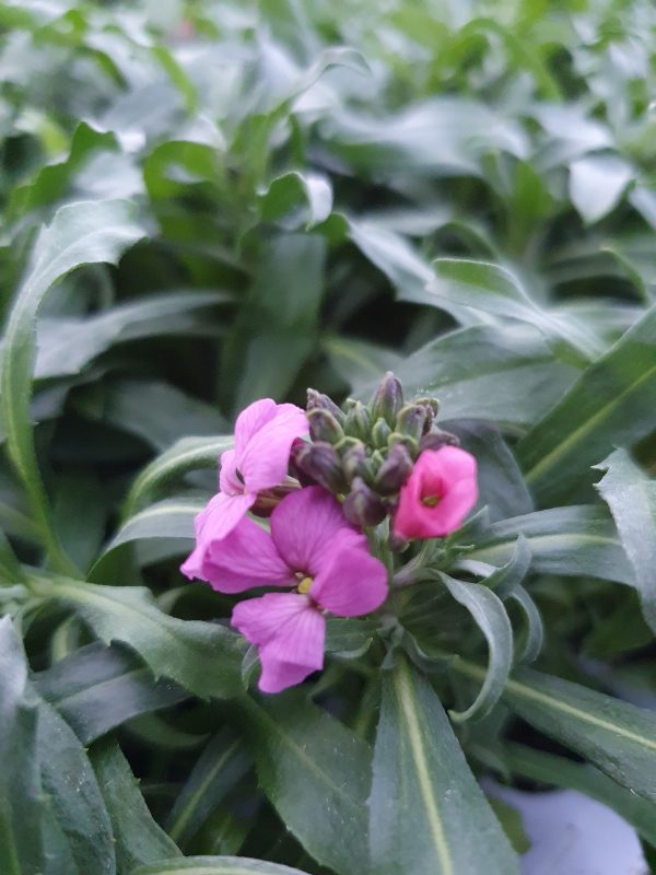 Erysimum 'Sunstrong Violet'