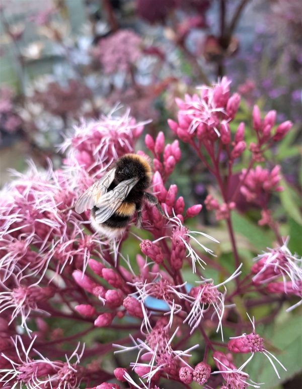 Eupatorium_dubium_Baby_Joe2_WEB