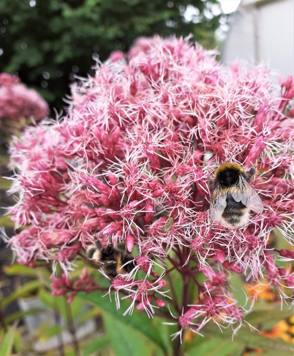 Eupatorium_dubium_Baby_Joe_WEB
