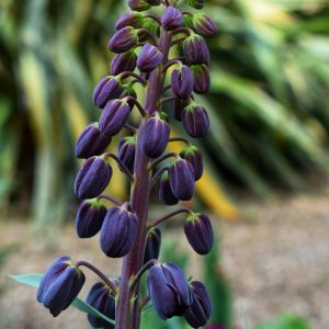 Fritillaria persica