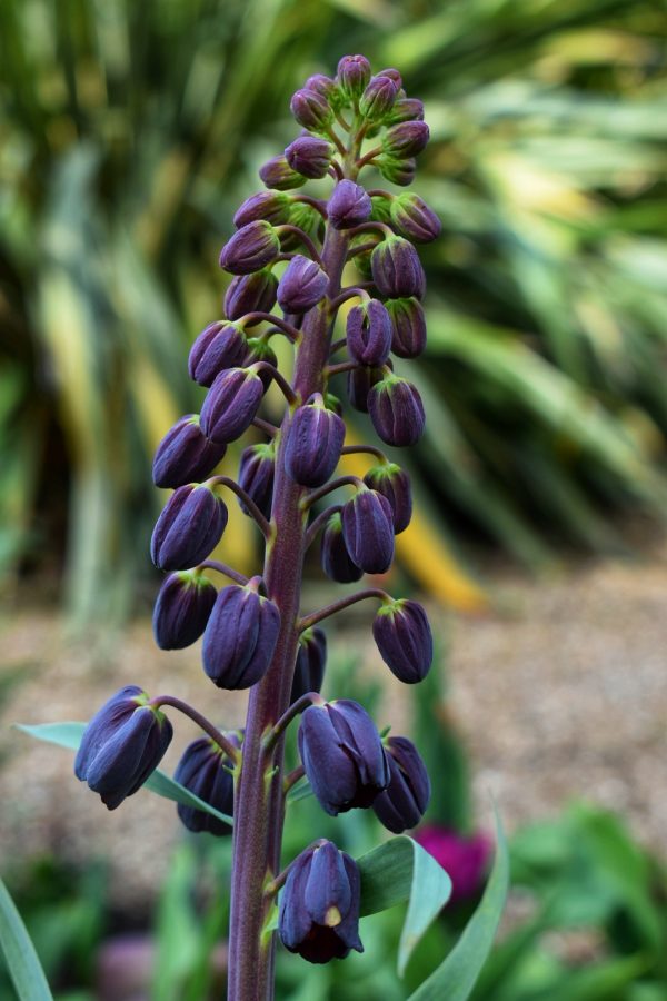Fritillaria persica