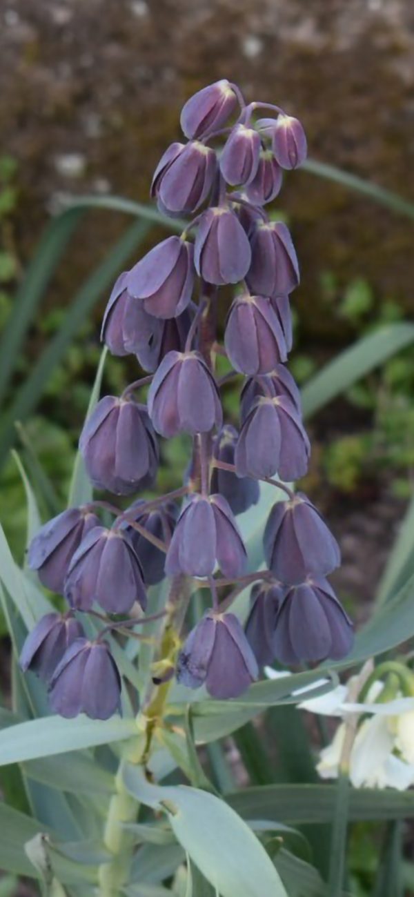 Fritillaria persica