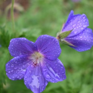 Geranium 'Johnsons Blue'