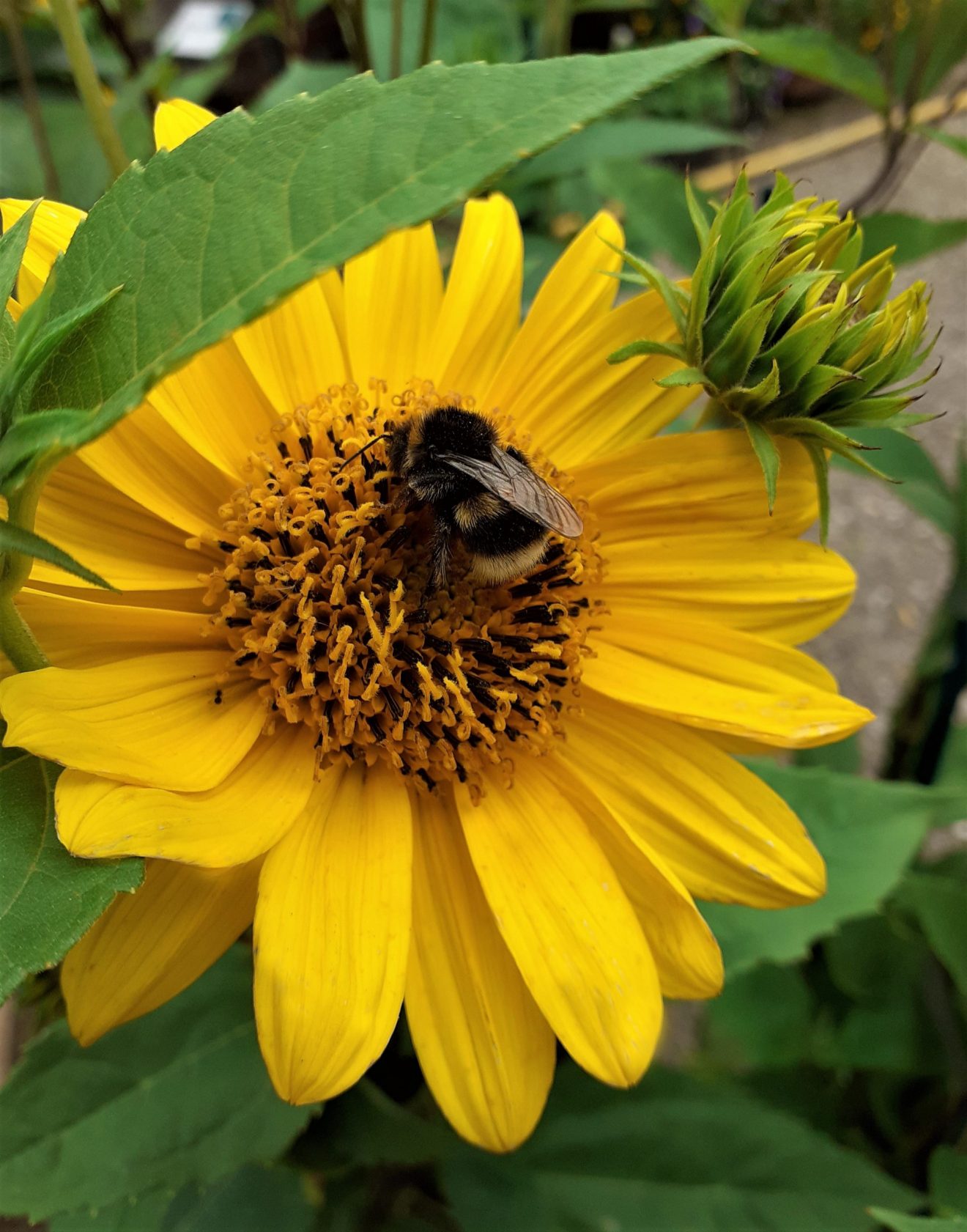 Helianthus Flying Saucers Established Helianthus Proctors Nursery