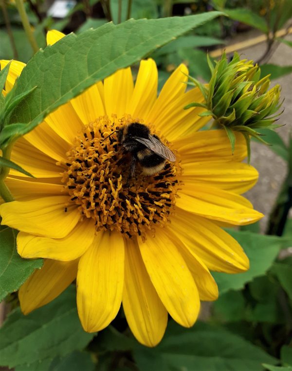 Helianthus_Flying_Saucers_WEB