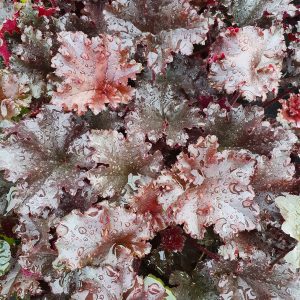 Heuchera 'Black Taffeta'