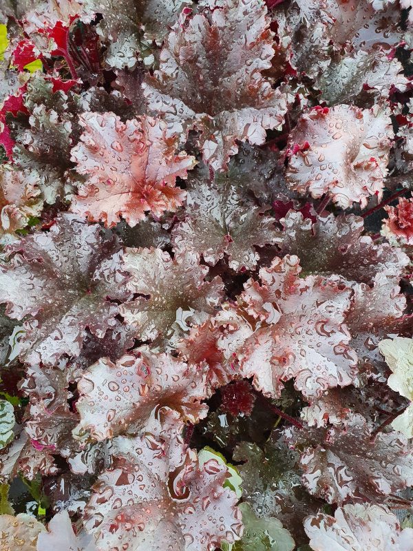 Heuchera Black taffeta Heuchera 'Black Taffeta'