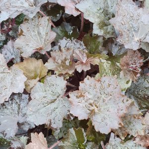 Heuchera villosa 'Palace Purple'