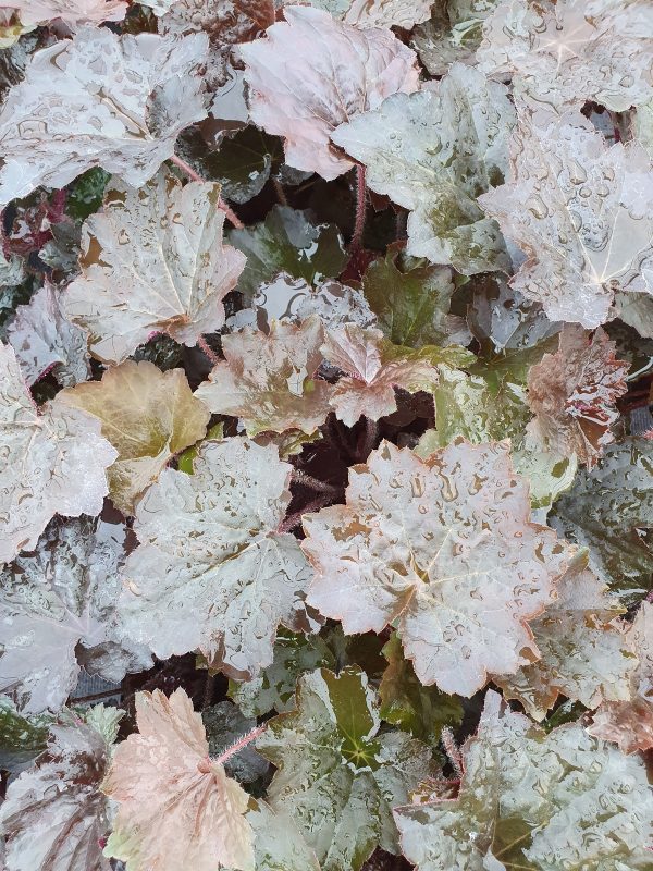 Heuchera villosa 'Palace Purple'