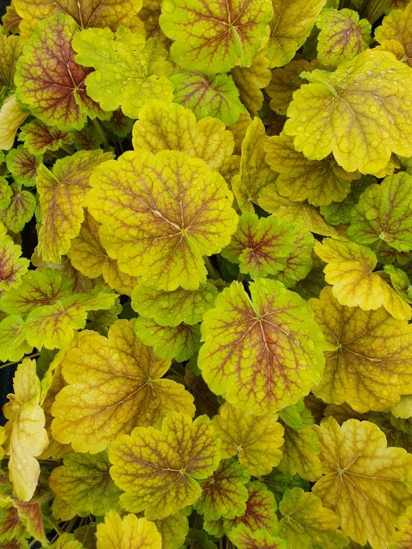 Heuchera Sienna Heuchera 'Northern Exposure Sienna'