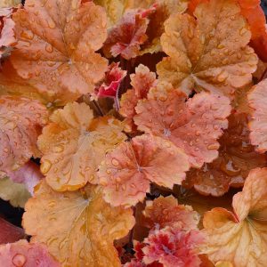 Heuchera 'Northern Exposure Amber'
