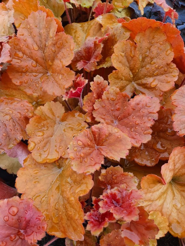 Heuchera amber Heuchera 'Northern Exposure Amber'