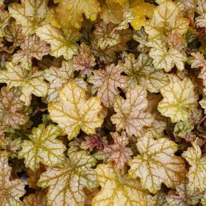 Heuchera 'Ginger Ale'