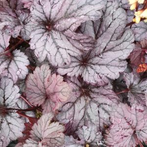 Heuchera 'Shanghai'