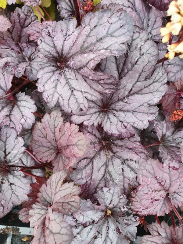 Heuchera shanghai 2 Heuchera 'Shanghai'