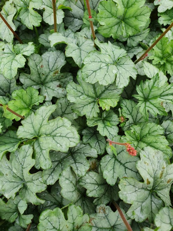 Heuchera shimmer 2