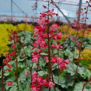 Heuchera 'Shimmer'