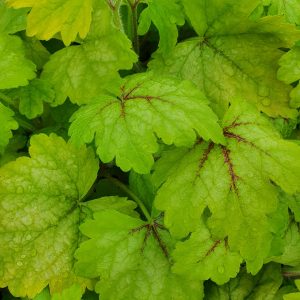 Heucherella 'Alabama Sunrise'