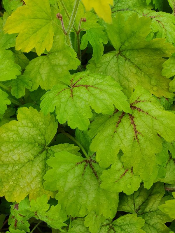 Heucherella 'Alabama Sunrise'