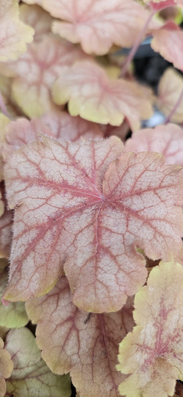 Heucherella 'Peach Tea' Heucherella 'Peach Tea'