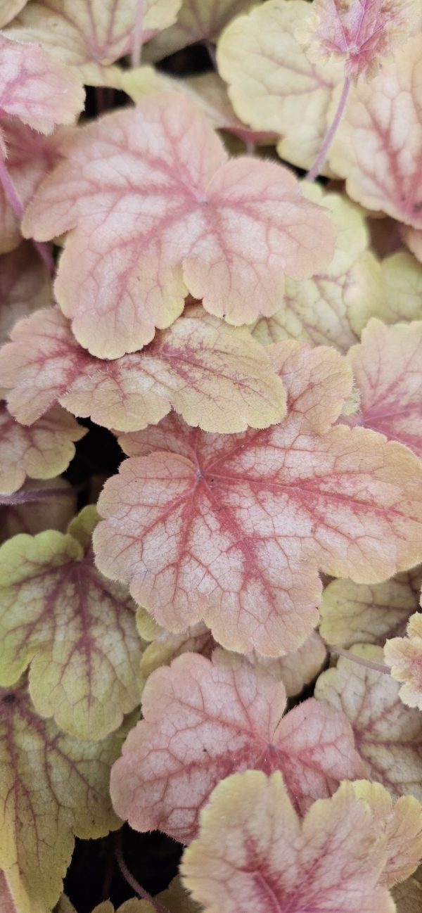 Heucherella 'Peach Tea'2 Heucherella 'Peach Tea'