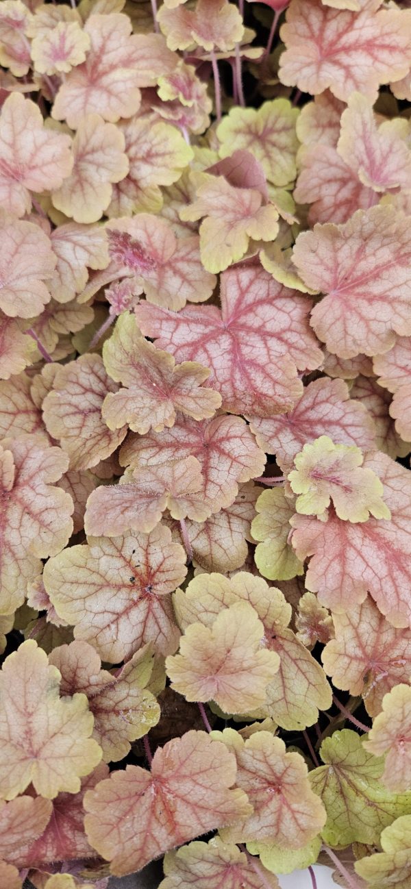 Heucherella 'Peach Tea'3 Heucherella 'Peach Tea'