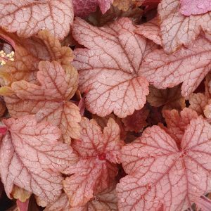 Heucherella 'Peach Tea'