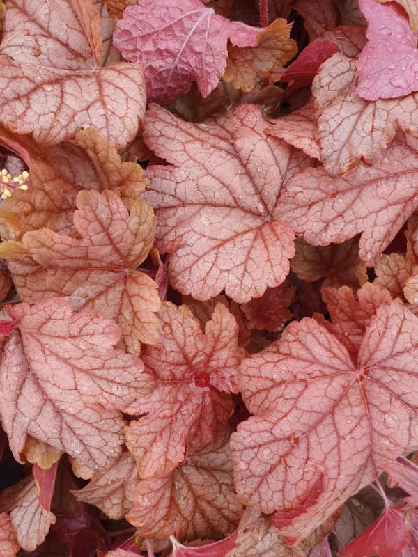 Heucherella peach tea Heucherella 'Peach Tea'