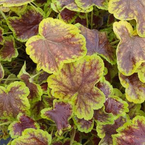 Heucherella 'Solar Eclipse'