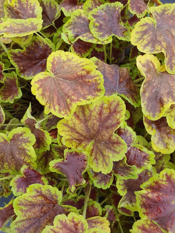Heucherella solar eclipse Heucherella 'Solar Eclipse'